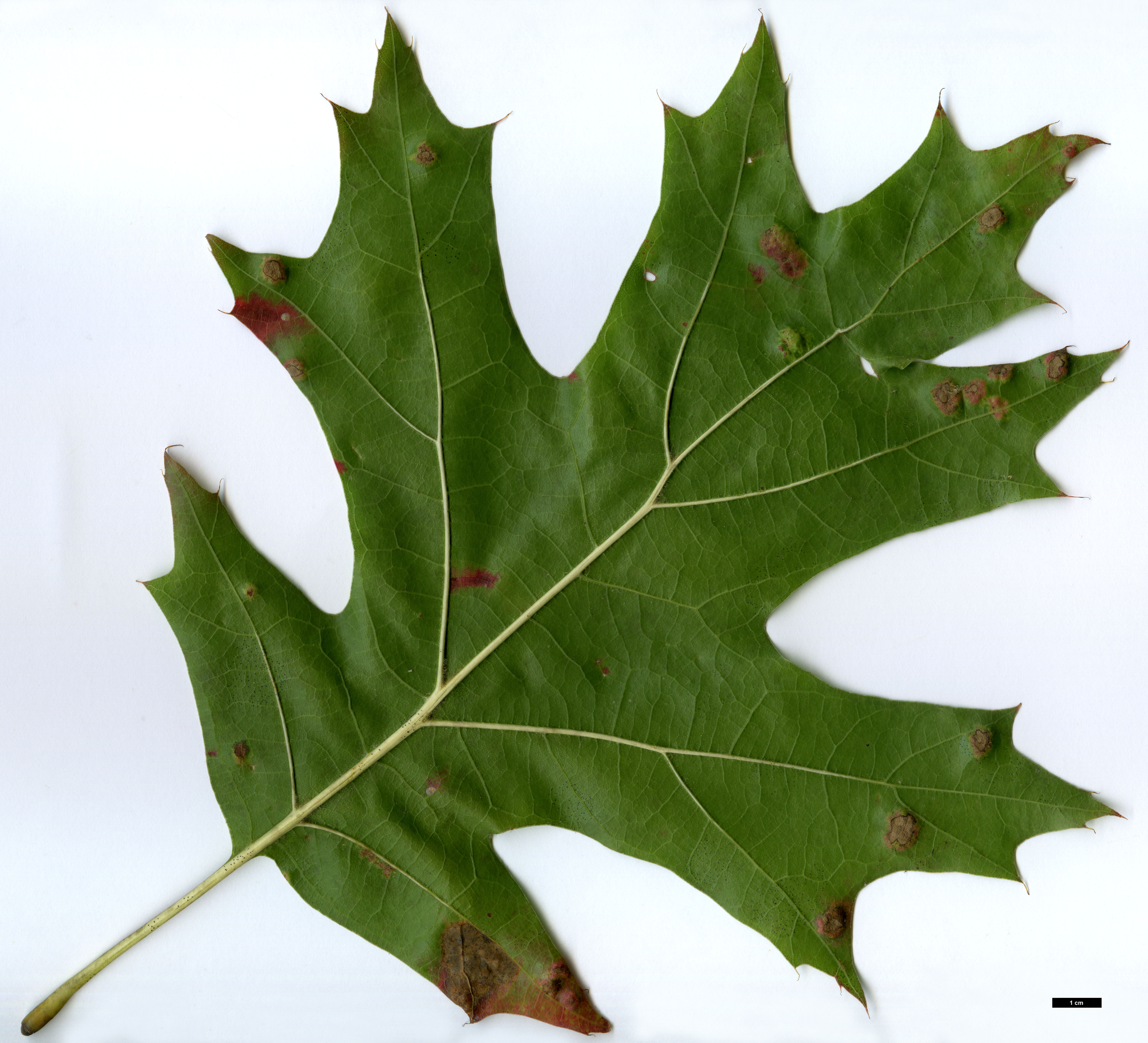 High resolution image: Family: Fagaceae - Genus: Quercus - Taxon: ×benderi (Q.coccinea × Q.rubra)